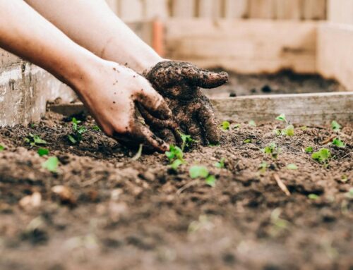 Tacoma’s Making a Difference Foundation Receives Grant for Garden Initiative